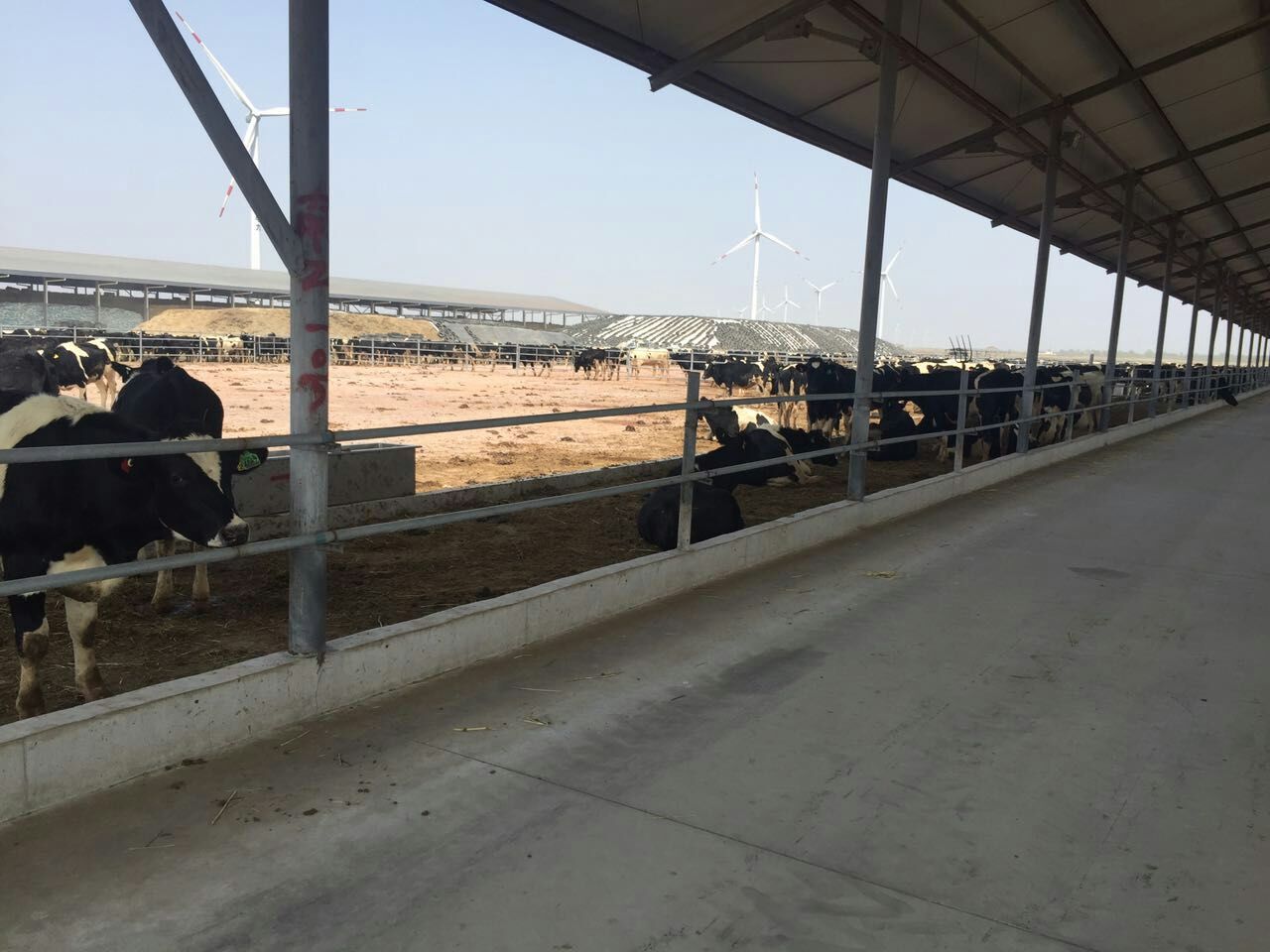 天津活牛隔离场